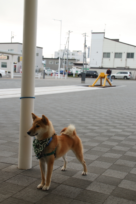 f:id:sans-tetes:20140711185544j:image