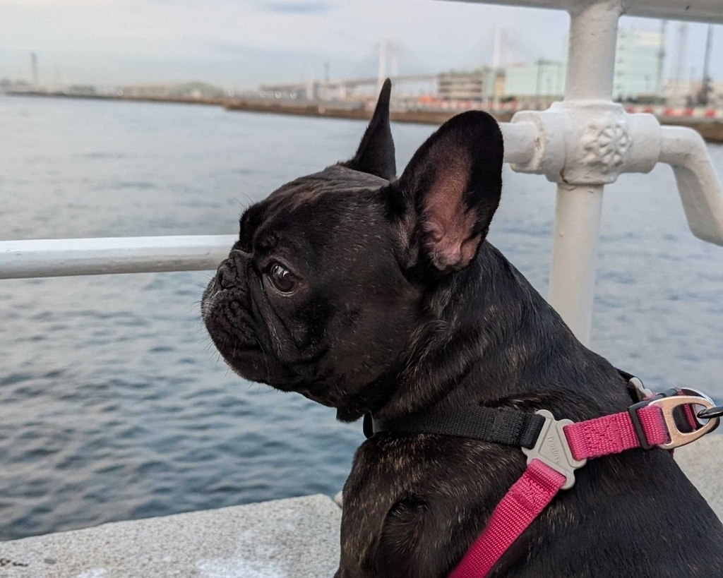 船着き場で海を眺めている愛犬のフレンチブルドッグ。