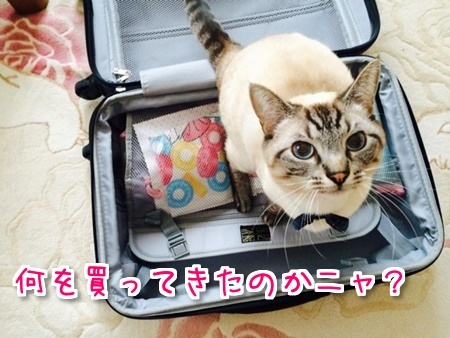 f:id:sansedaihawaii:20161028102352j:plain
