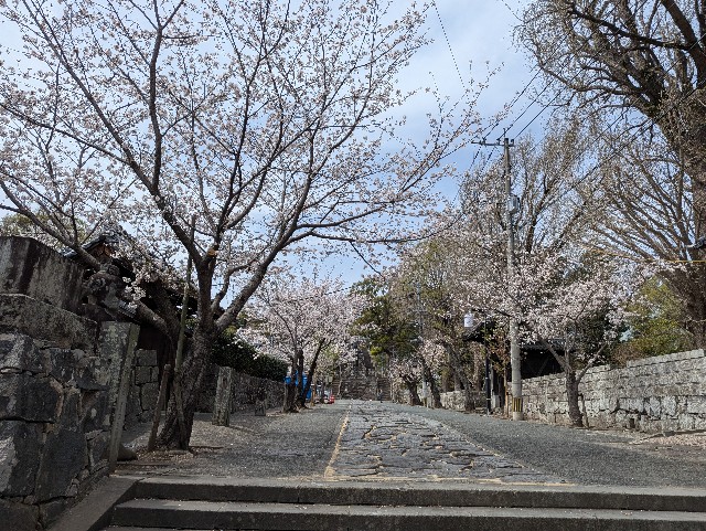 f:id:sansevieriak:20250330134120j:image