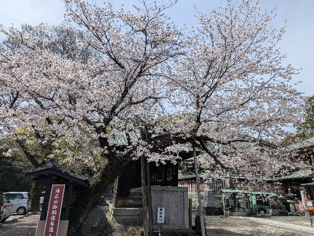 f:id:sansevieriak:20250330135011j:image