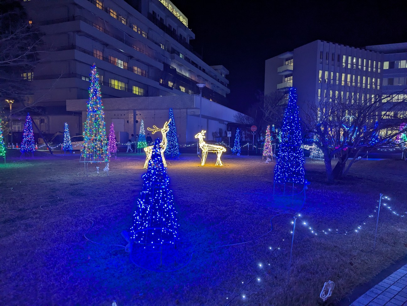 f:id:sansevieriak:20251221135343j:image