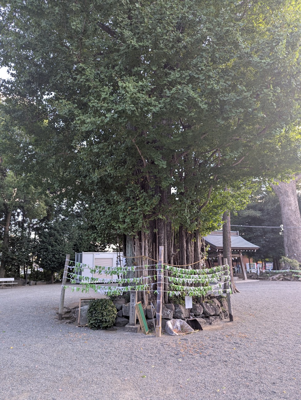 f:id:sansevieriak:20261008014200j:image