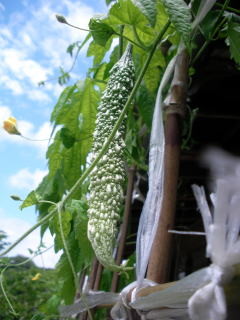 20110710113103