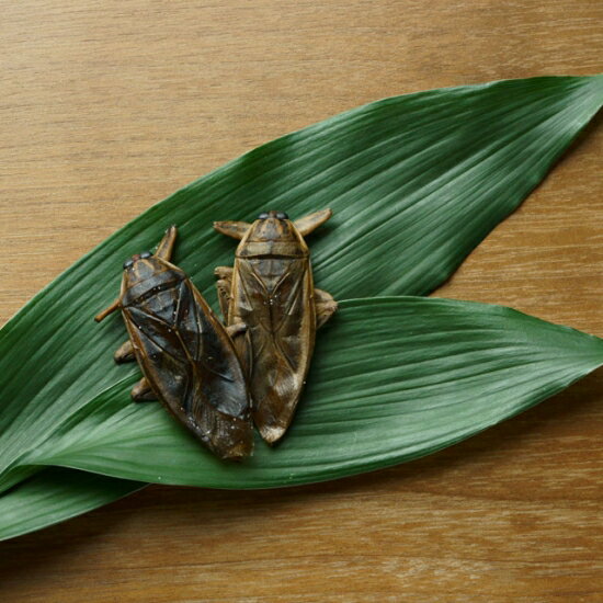 f:id:sansokunowarazi:20200218232007j:plain