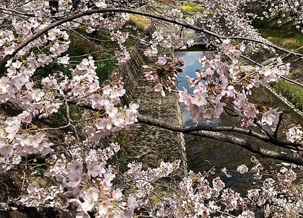 桜