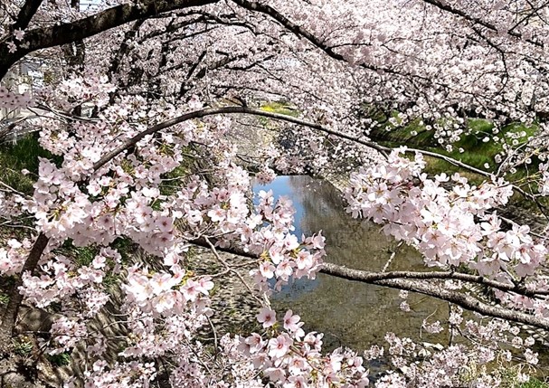 桜