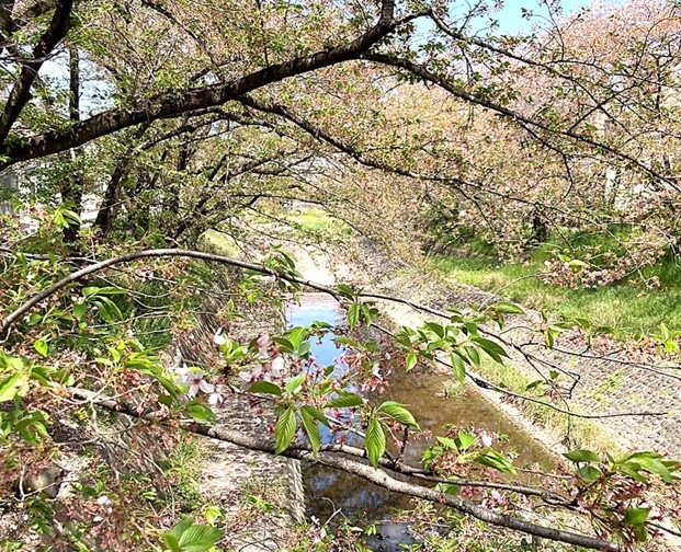 桜