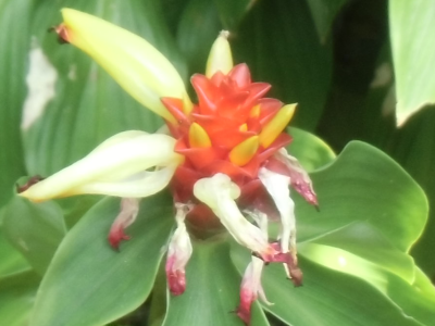 Costus productus var.productus