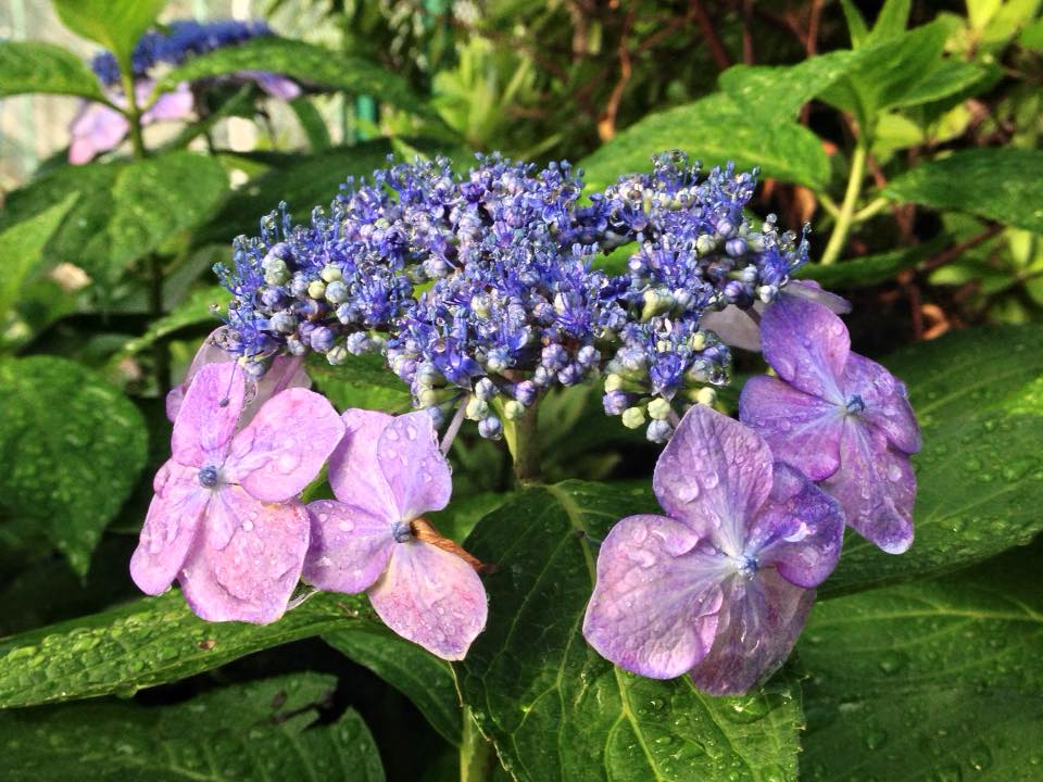 f:id:santambo:20160617073304j:plain