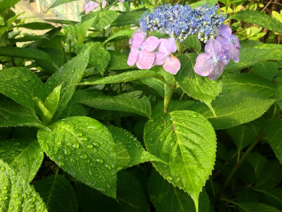 f:id:santambo:20160617073316j:plain