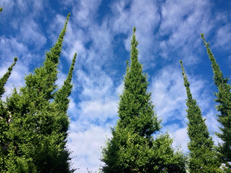 f:id:santambo:20160617073812j:plain