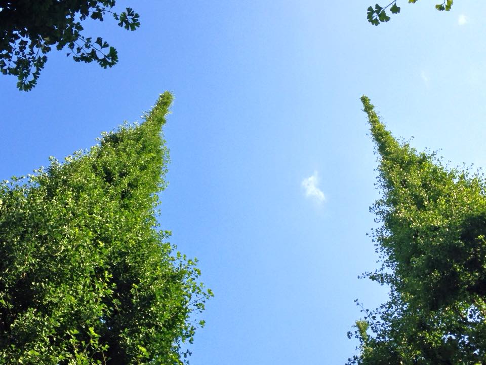 f:id:santambo:20160618072251j:plain