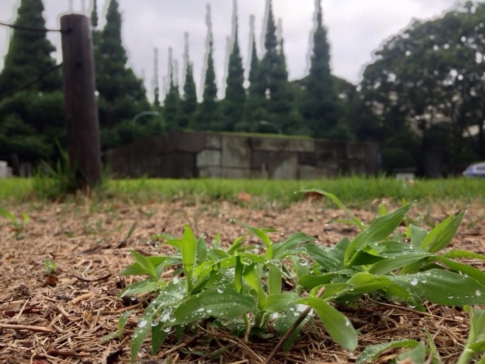 f:id:santambo:20160620072843j:plain