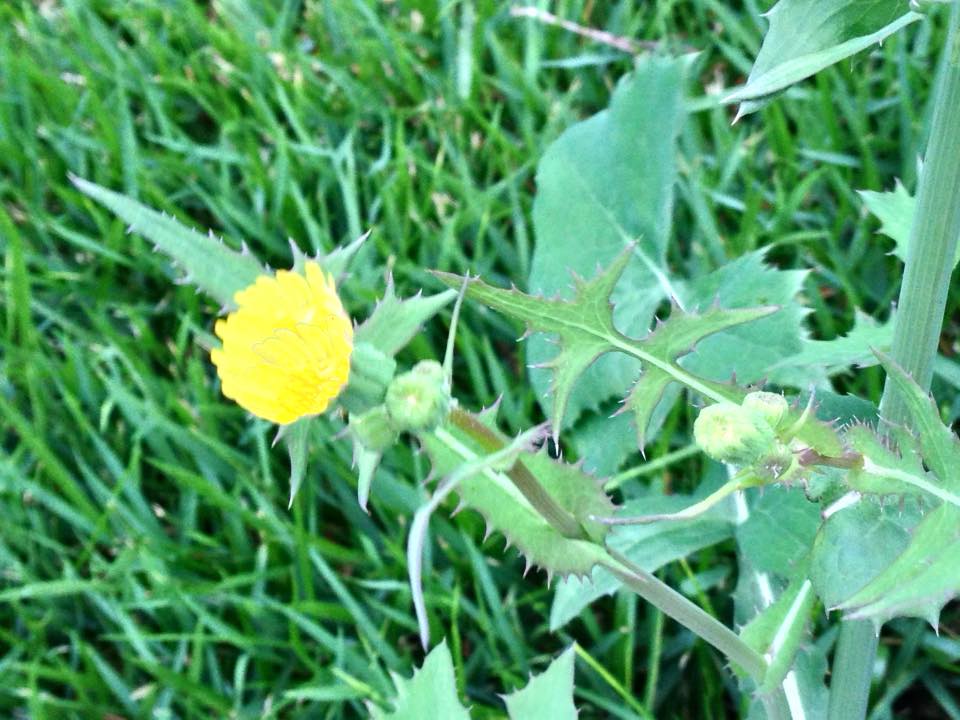 f:id:santambo:20160705070032j:plain