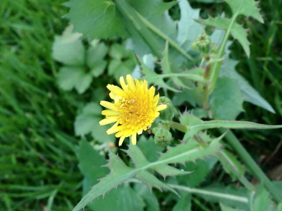 f:id:santambo:20160706073004j:plain