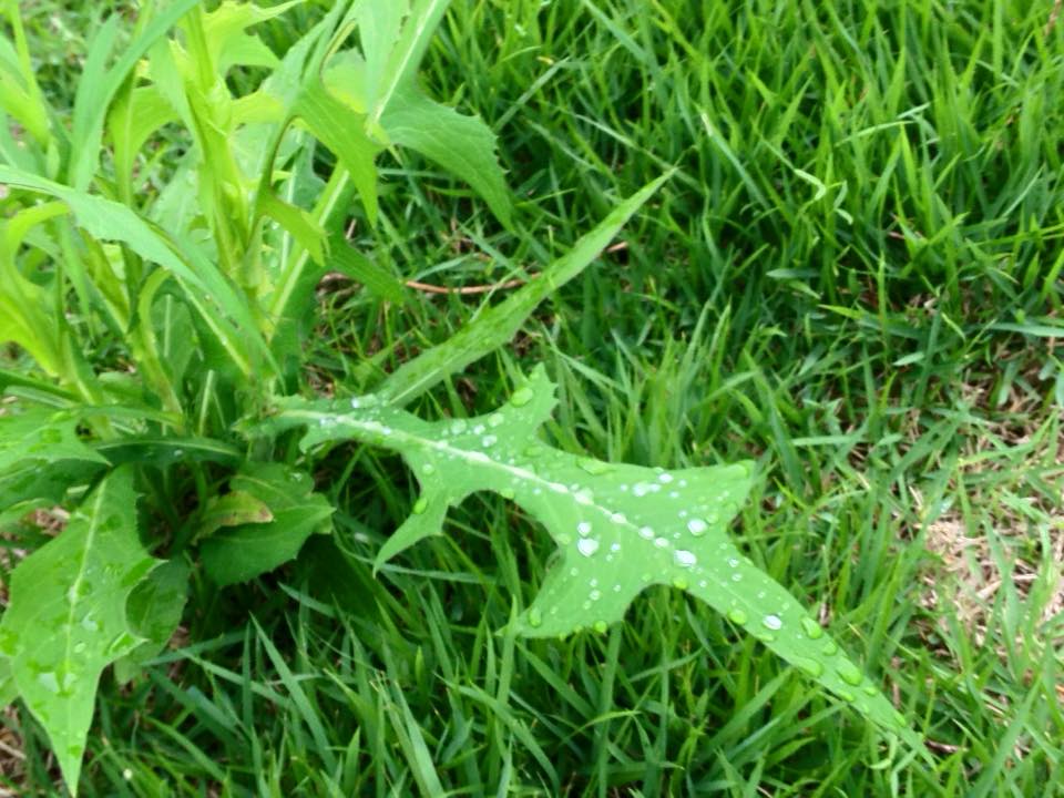 f:id:santambo:20160713065927j:plain