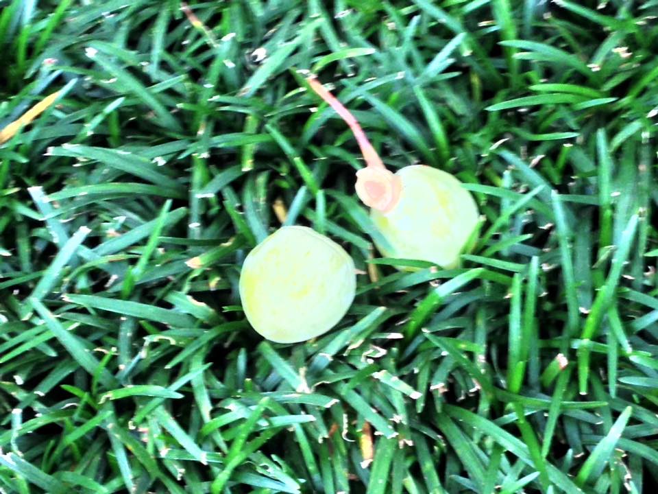 f:id:santambo:20160723071830j:plain