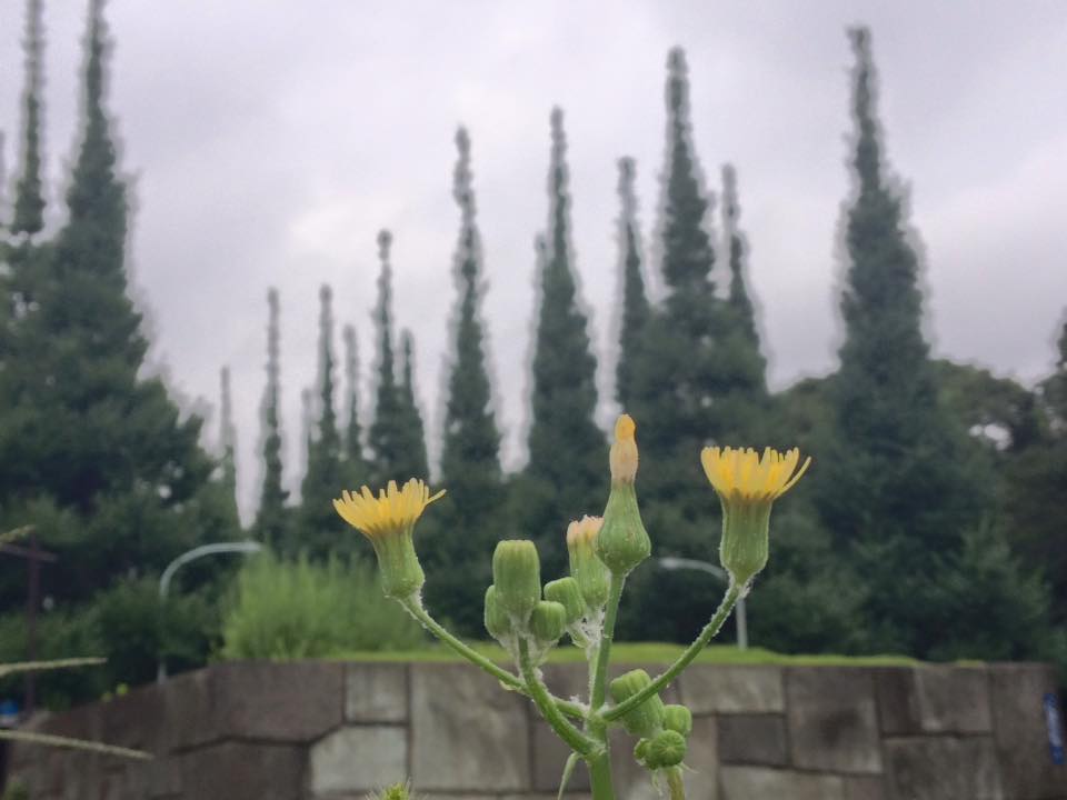 f:id:santambo:20160726064445j:plain