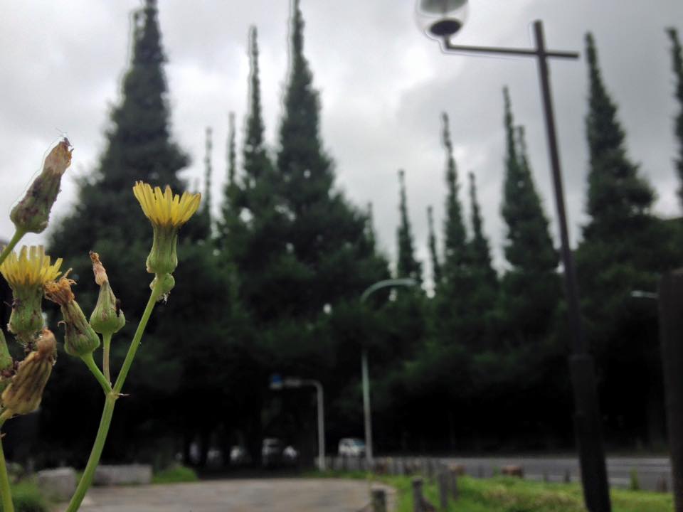 f:id:santambo:20160727070844j:plain