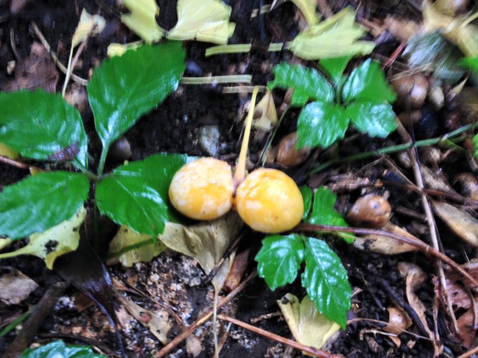 f:id:santambo:20160830072746j:plain f:id:santambo:20160830072746j:plain