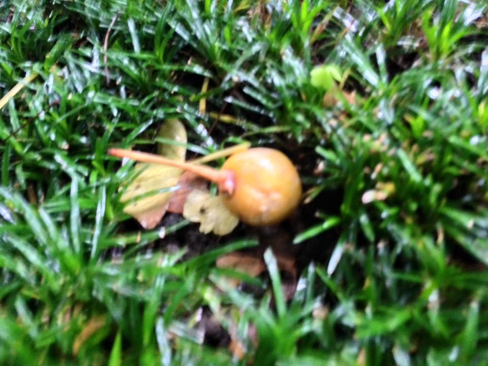 f:id:santambo:20160830072814j:plain f:id:santambo:20160830072814j:plain