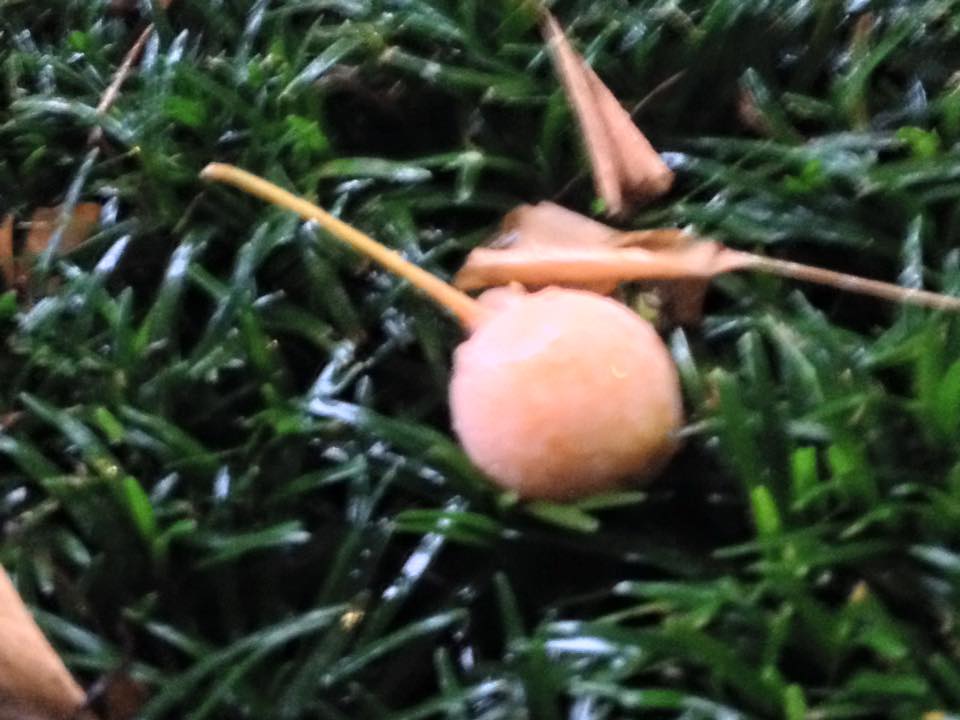 f:id:santambo:20160913070140j:plain