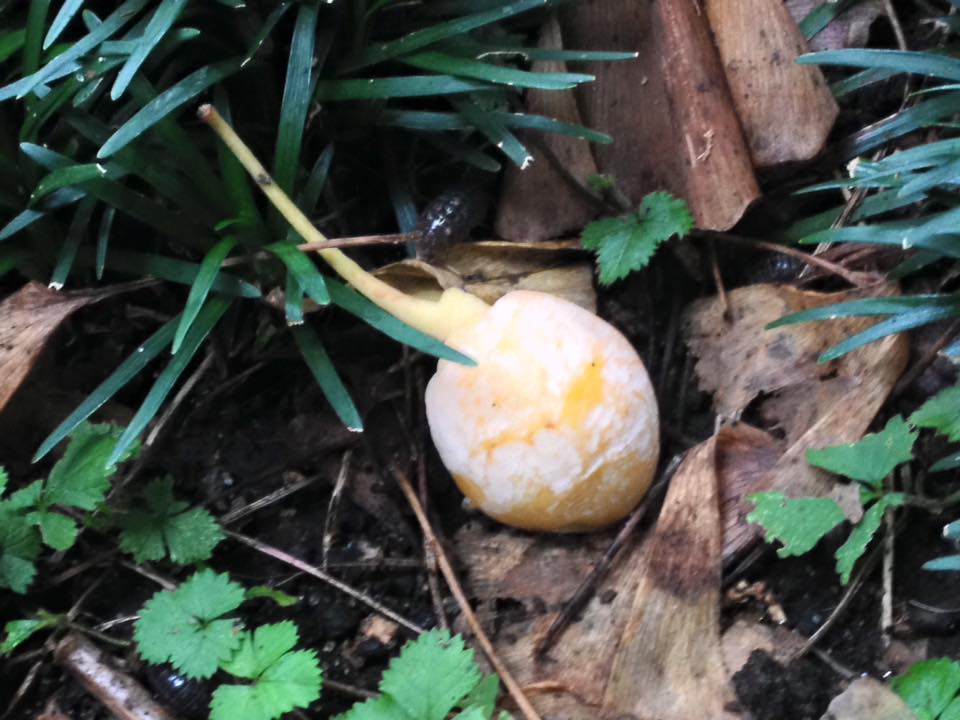 f:id:santambo:20160914070032j:plain