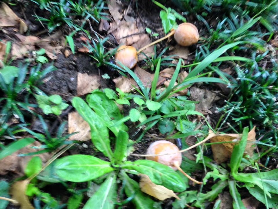 f:id:santambo:20160914070100j:plain