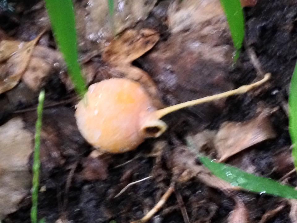 f:id:santambo:20160915070250j:plain