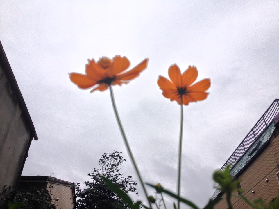 f:id:santambo:20160918075325j:plain