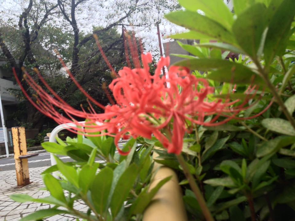 f:id:santambo:20160918075338j:plain