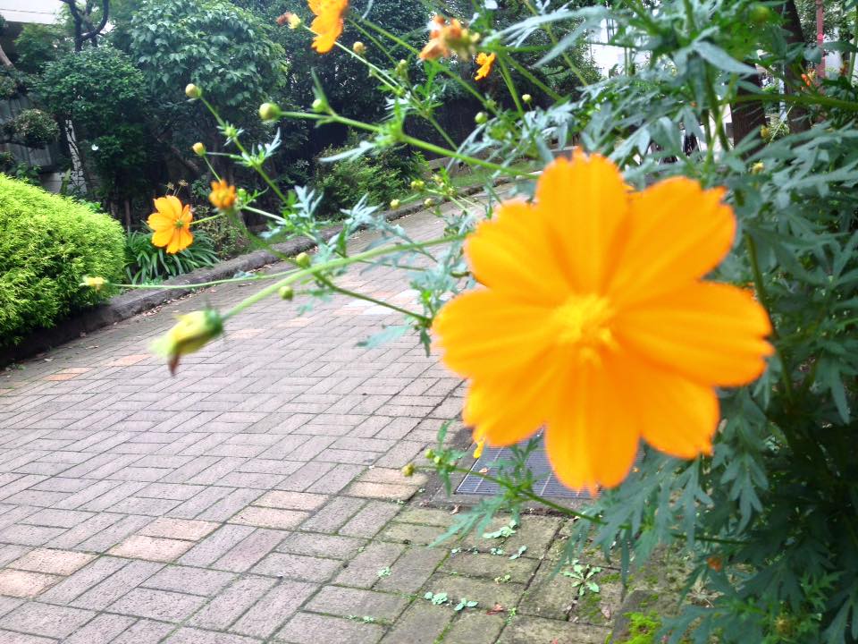 f:id:santambo:20160918075412j:plain