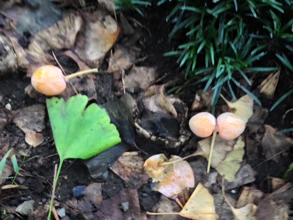 f:id:santambo:20160919071750j:plain