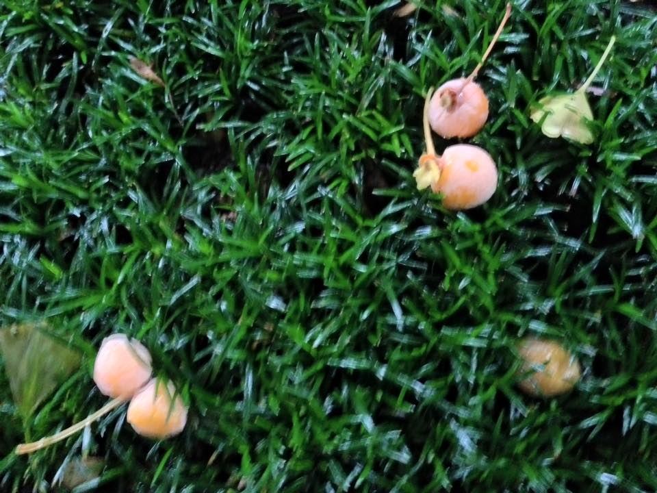 f:id:santambo:20160920074224j:plain