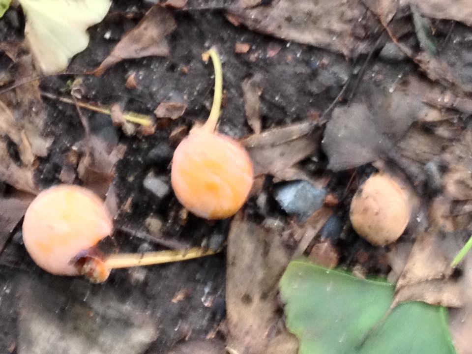 f:id:santambo:20160921072214j:plain