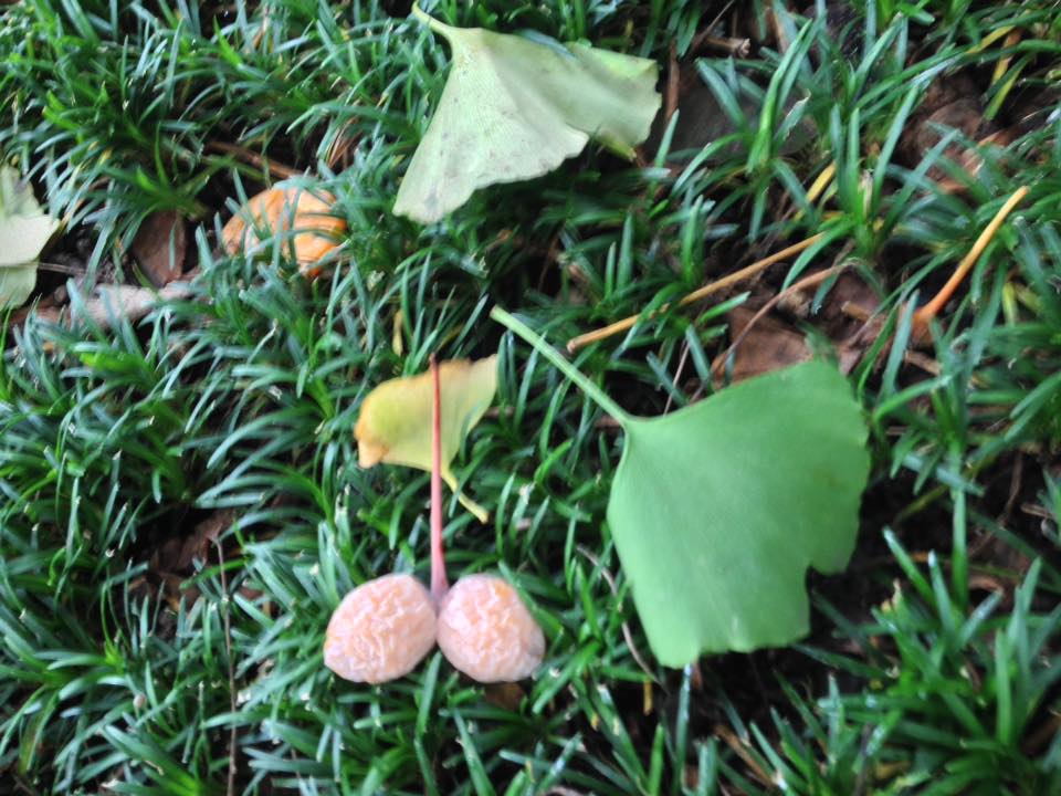 f:id:santambo:20160926070036j:plain