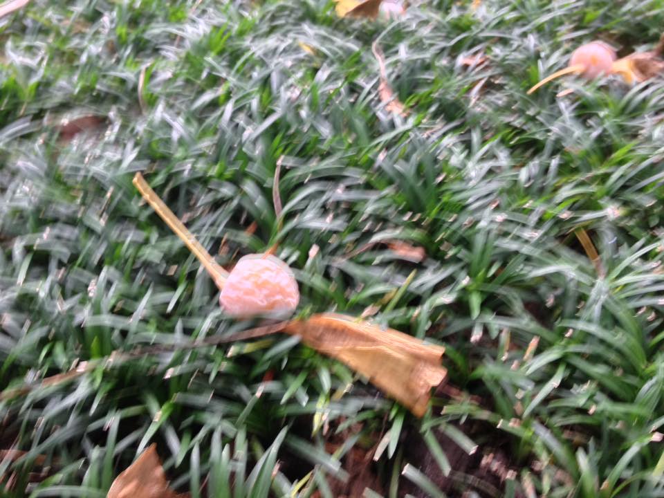 f:id:santambo:20160928064357j:plain