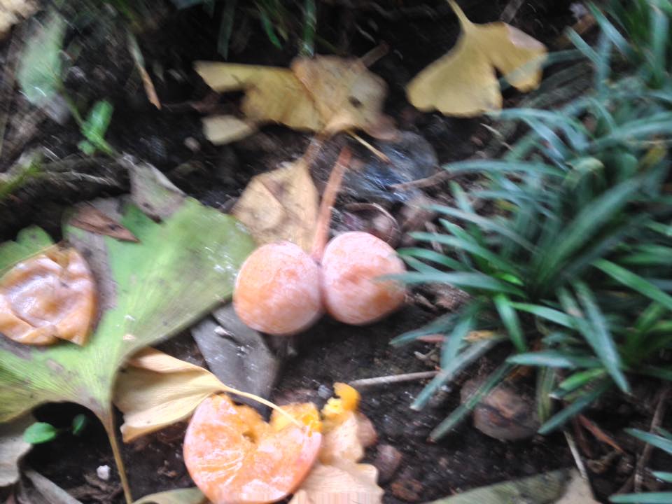 f:id:santambo:20161005065837j:plain