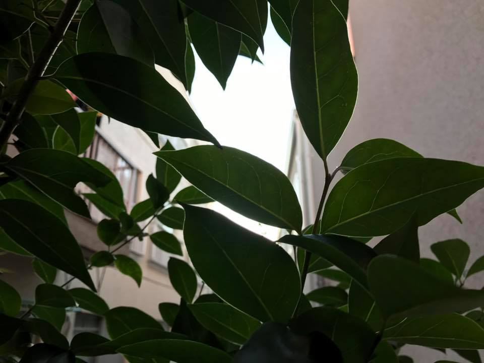 f:id:santambo:20161217075558j:plain