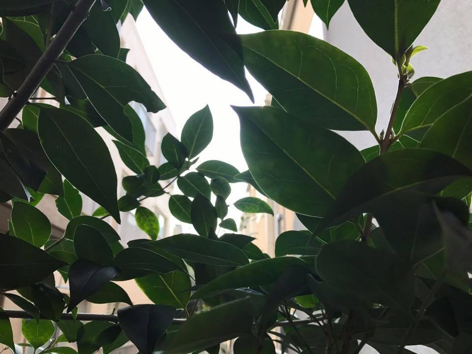 f:id:santambo:20170320080749j:plain