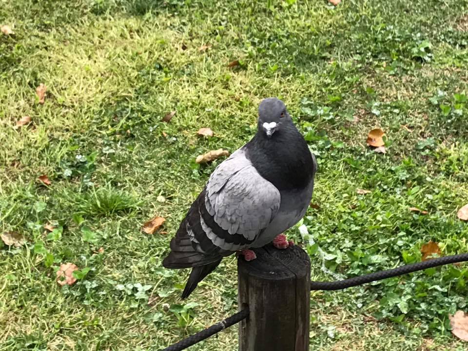 f:id:santambo:20170427082103j:plain