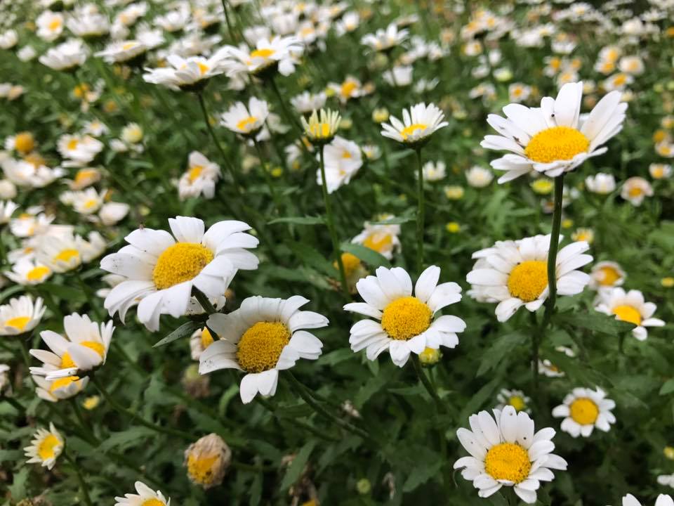 f:id:santambo:20170514072735j:plain f:id:santambo:20170514072735j:plain