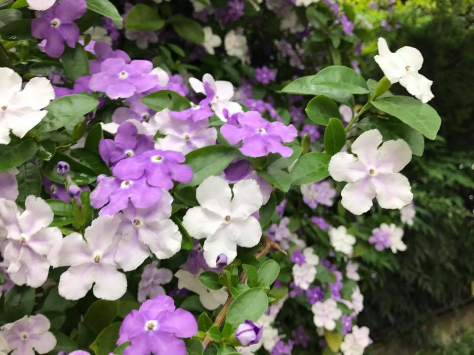 f:id:santambo:20170514072755j:plain f:id:santambo:20170514072755j:plain