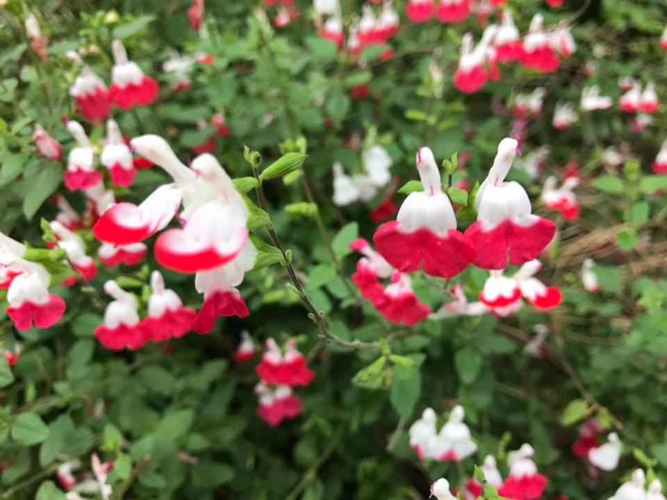 f:id:santambo:20170514072810j:plain f:id:santambo:20170514072810j:plain