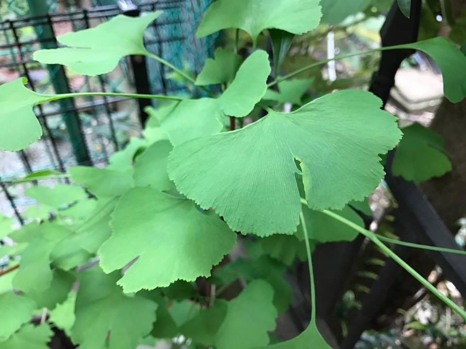 f:id:santambo:20170514072823j:plain f:id:santambo:20170514072823j:plain