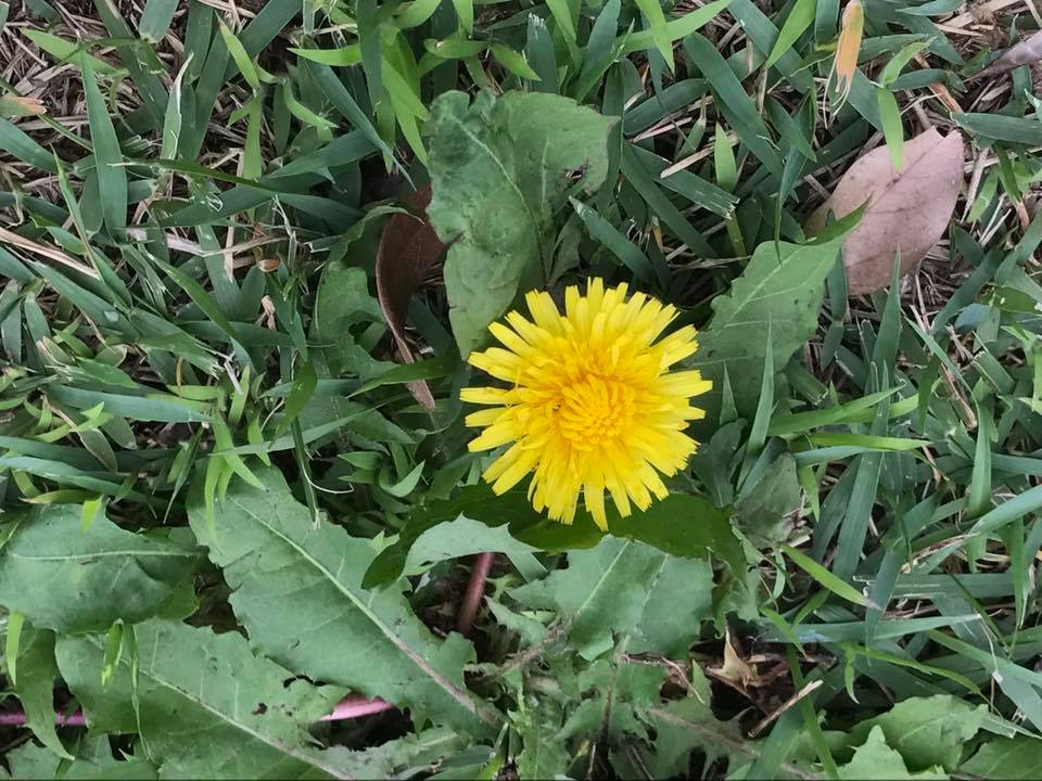 f:id:santambo:20170607072625j:plain