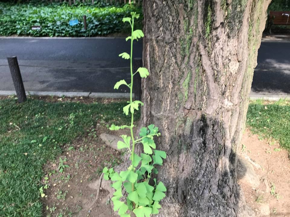 f:id:santambo:20170615074105j:plain