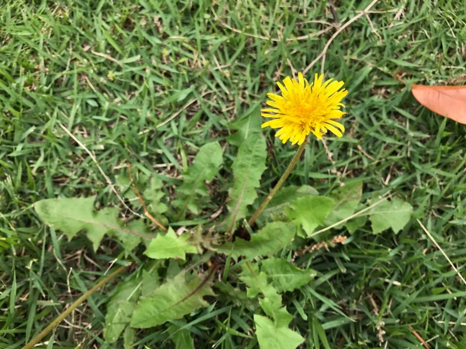 f:id:santambo:20170615074123j:plain