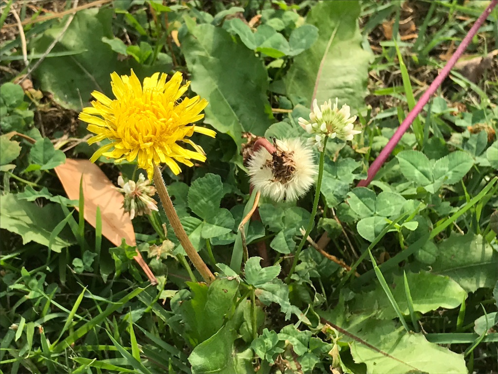 f:id:santambo:20170616071409j:image